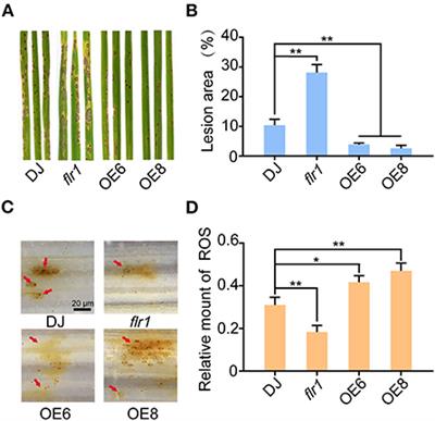 FERONIA-like receptor 1-mediated calcium ion homeostasis is involved in the immune response